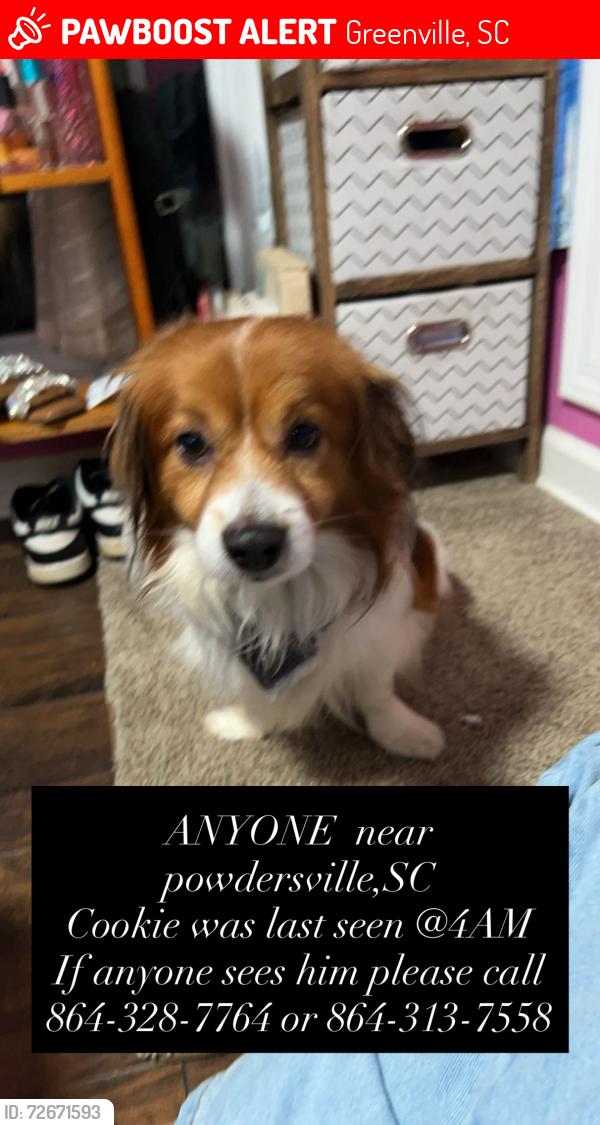 Lost Male Dog last seen Near Ryland dr , Greenville, SC 29611