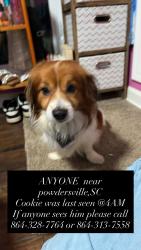 Lost Male Dog last seen Near Ryland dr , Greenville, SC 29611