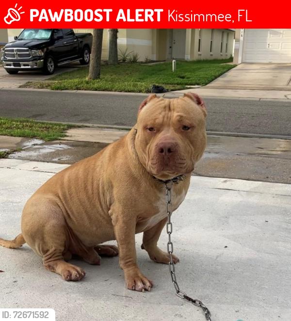 Lost Male Dog last seen Ruddenstone Way & Knightsbridge , Kissimmee, FL 34744
