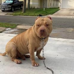 Lost Male Dog last seen Ruddenstone Way & Knightsbridge , Kissimmee, FL 34744