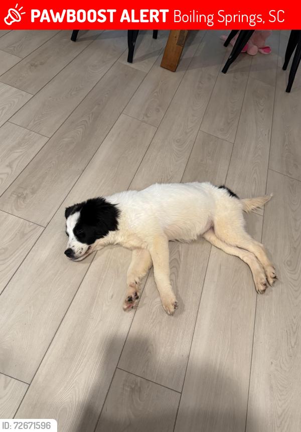 Lost Female Dog last seen Kilead Crt Boiling springs SC , Boiling Springs, SC 29316