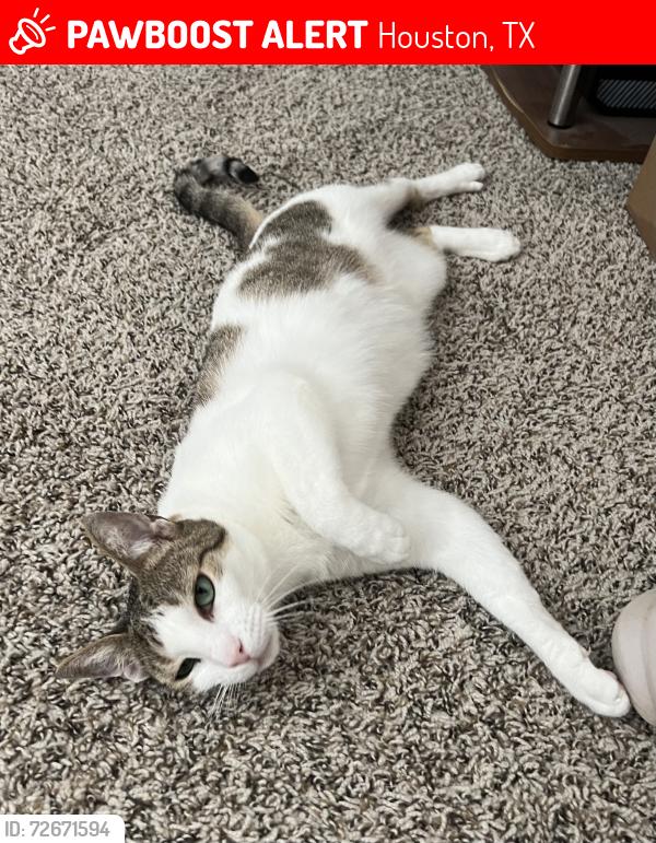 Lost Female Cat last seen Cambridge and el paseo st, Houston, TX 77054
