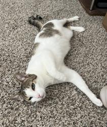 Lost Female Cat last seen Cambridge and el paseo st, Houston, TX 77054