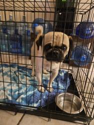 Found/Stray Male Dog last seen Bear valley/jade, Victorville, CA 92392