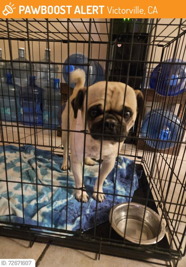Found/Stray Male Dog last seen Bear valley/jade, Victorville, CA 92392
