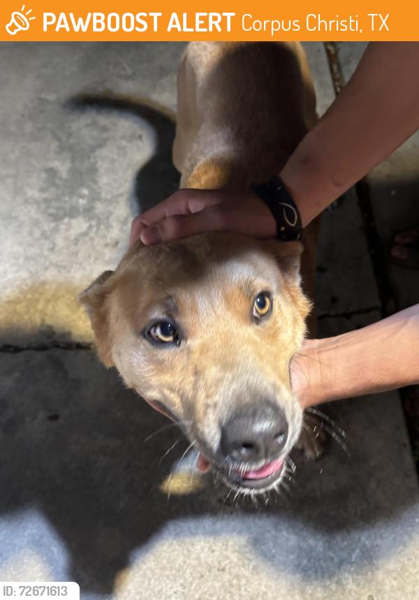 Found/Stray Male Dog last seen Everheart, Corpus Christi, TX 78413