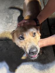 Found/Stray Male Dog last seen Everheart, Corpus Christi, TX 78413