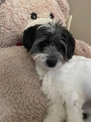 Lost Male Dog last seen Theodore ave , Dayton, OH 45405