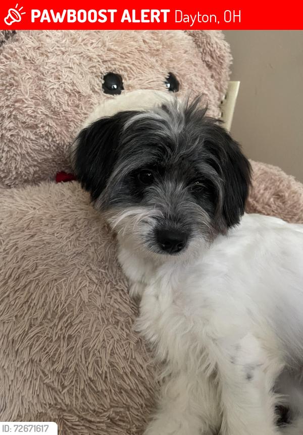 Lost Male Dog last seen Theodore ave , Dayton, OH 45405