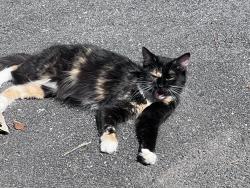 Found/Stray Female Cat last seen Walker Smith Body Shop, Snellville, GA 30078