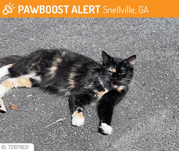 Found/Stray Female Cat last seen Walker Smith Body Shop, Snellville, GA 30078
