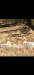 Lost Male Dog last seen Sand clay rd. Chesnee s.c., Cherokee County, SC 28114