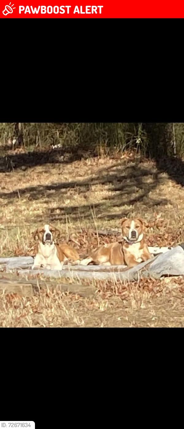 Lost Male Dog last seen Sand clay rd. Chesnee s.c., Cherokee County, SC 28114