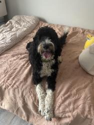 Found/Stray Female Dog last seen Southwest Springfield, Springfield, MO 65806