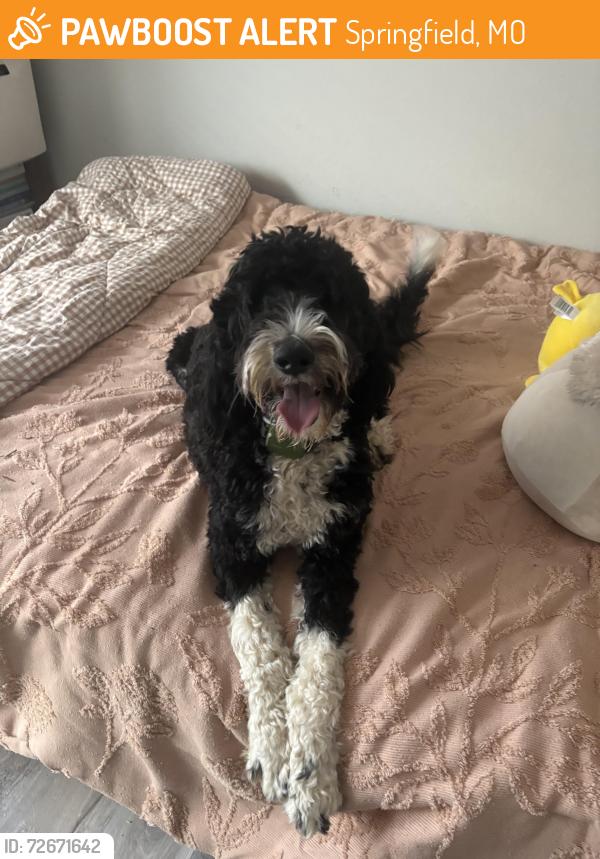 Found/Stray Female Dog last seen Southwest Springfield, Springfield, MO 65806