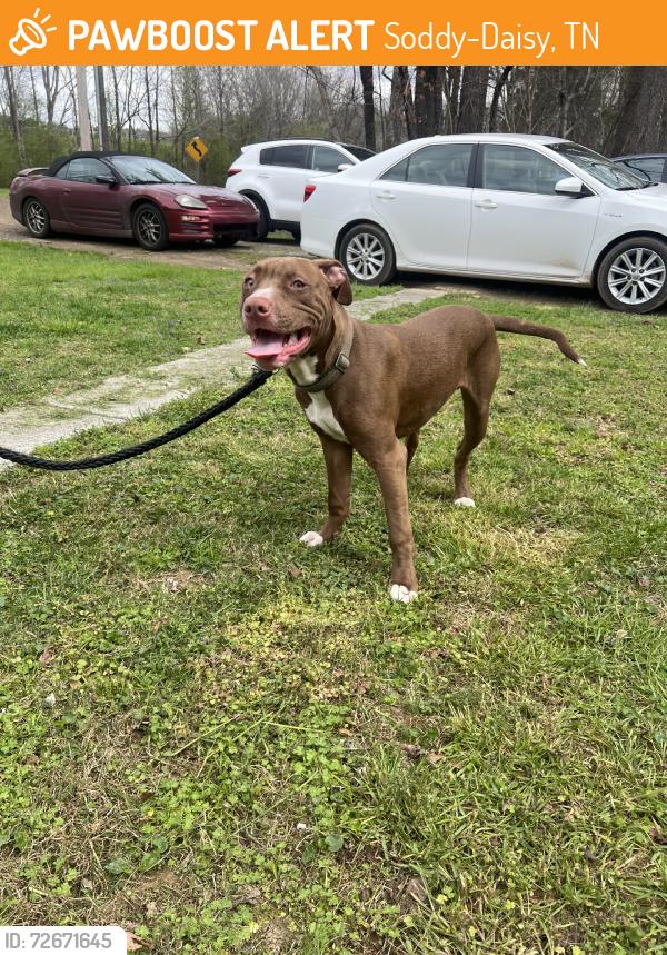 Found/Stray Male Dog last seen Back Valley Road, Soddy-Daisy, TN 37379