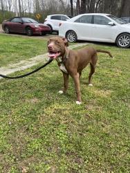 Found/Stray Male Dog last seen Back Valley Road, Soddy-Daisy, TN 37379