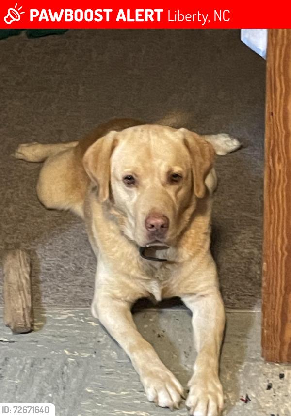 Lost Male Dog last seen Highway 49 near arts town and country, Liberty, NC 27298