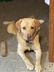 Lost Male Dog last seen Highway 49 near arts town and country, Liberty, NC 27298