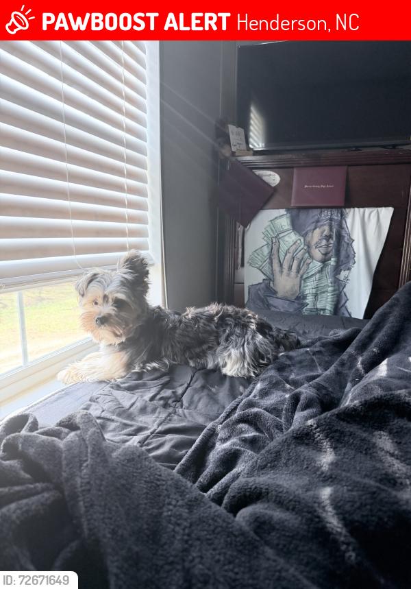 Lost Male Dog last seen trailer park, Henderson, NC 27537