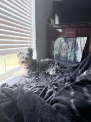 Lost Male Dog last seen trailer park, Henderson, NC 27537
