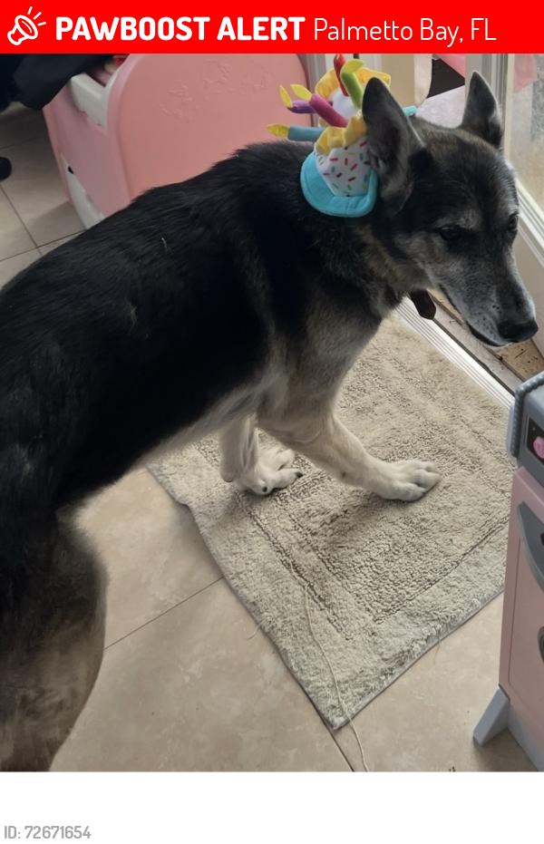Lost Male Dog last seen 179th st and 83 ct, Palmetto Bay, FL 33157