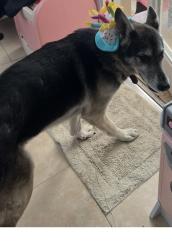 Lost Male Dog last seen 179th st and 83 ct, Palmetto Bay, FL 33157