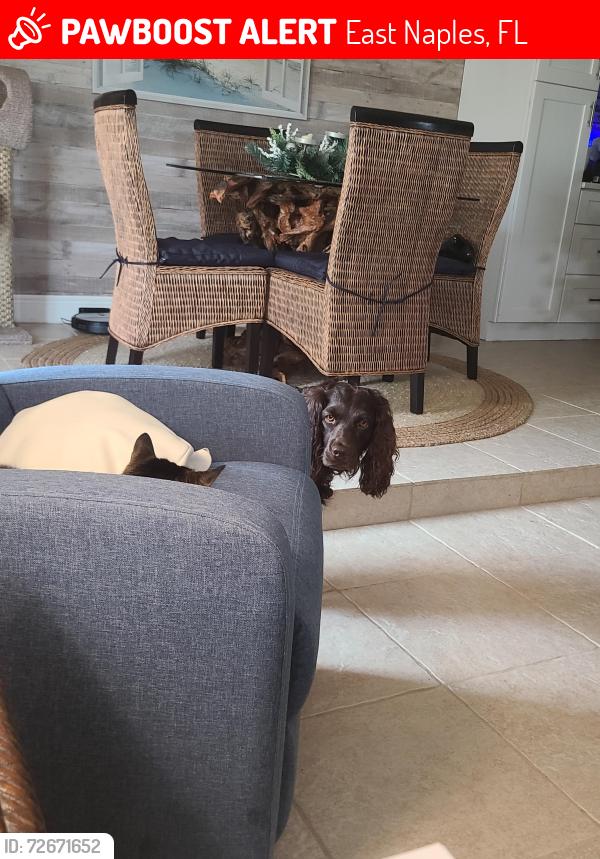 Lost Female Dog last seen Harrison and Palm, East Naples, FL 34112