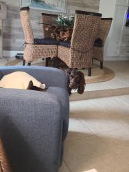 Lost Female Dog last seen Harrison and Palm, East Naples, FL 34112