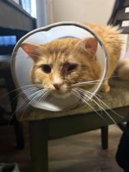 Lost Male Cat last seen Briarcliffe neighborhood , Bookman Rd, SC 29045