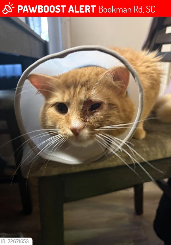 Lost Male Cat last seen Briarcliffe neighborhood , Bookman Rd, SC 29045