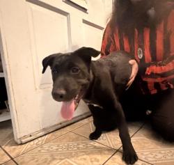 Found/Stray Female Dog last seen Carson and Alameda, Los Angeles County, CA 90745
