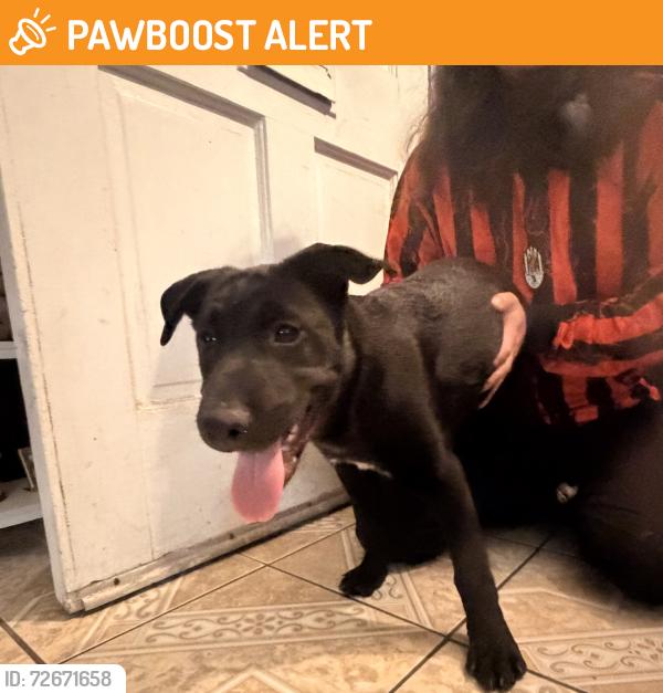 Found/Stray Female Dog last seen Carson and Alameda, Los Angeles County, CA 90745