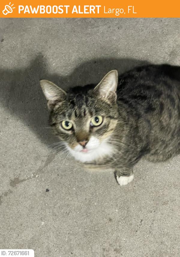 Found/Stray Female Cat last seen Juddy Lee, Largo, FL 33771