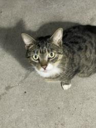 Found/Stray Female Cat last seen Juddy Lee, Largo, FL 33771