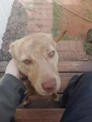Found/Stray Female Dog last seen SE 44th and Eastern Avenue, Oklahoma City, OK 73129