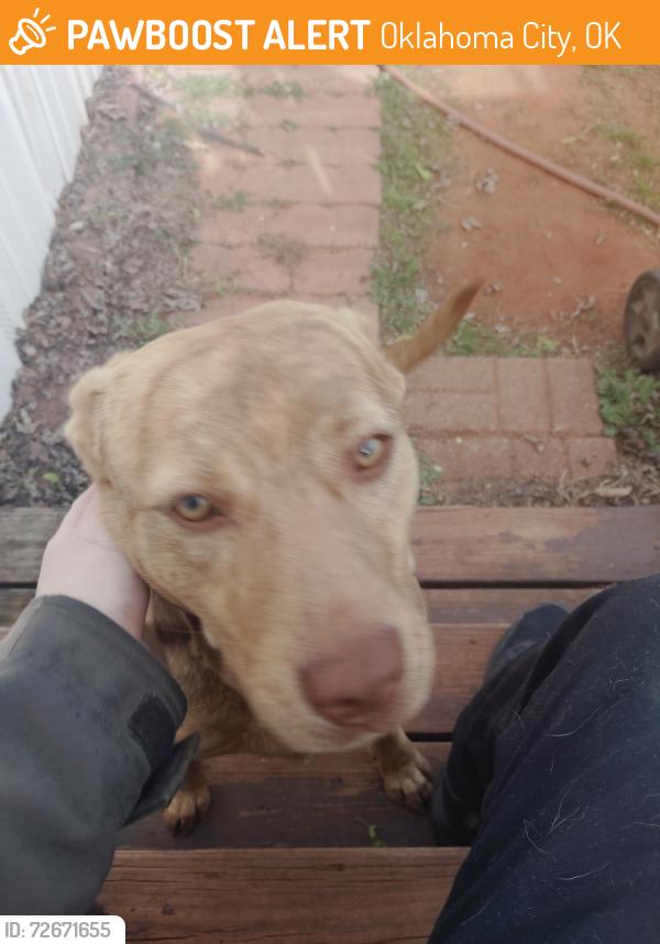 Found/Stray Female Dog last seen SE 44th and Eastern Avenue, Oklahoma City, OK 73129