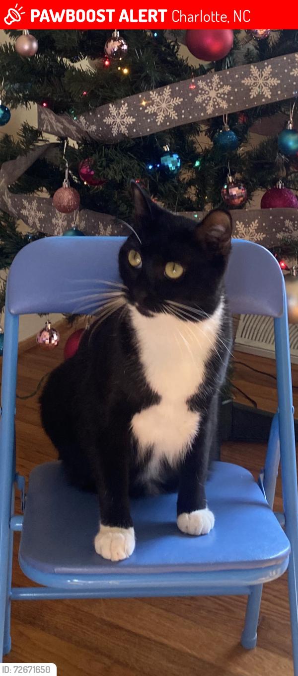 Lost Female Cat last seen Daytona Ave, Charlotte, NC 28214