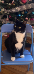 Lost Female Cat last seen Daytona Ave, Charlotte, NC 28214