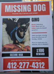 Lost Male Dog last seen Haberman st and Proxim way, Pittsburgh, PA 15210