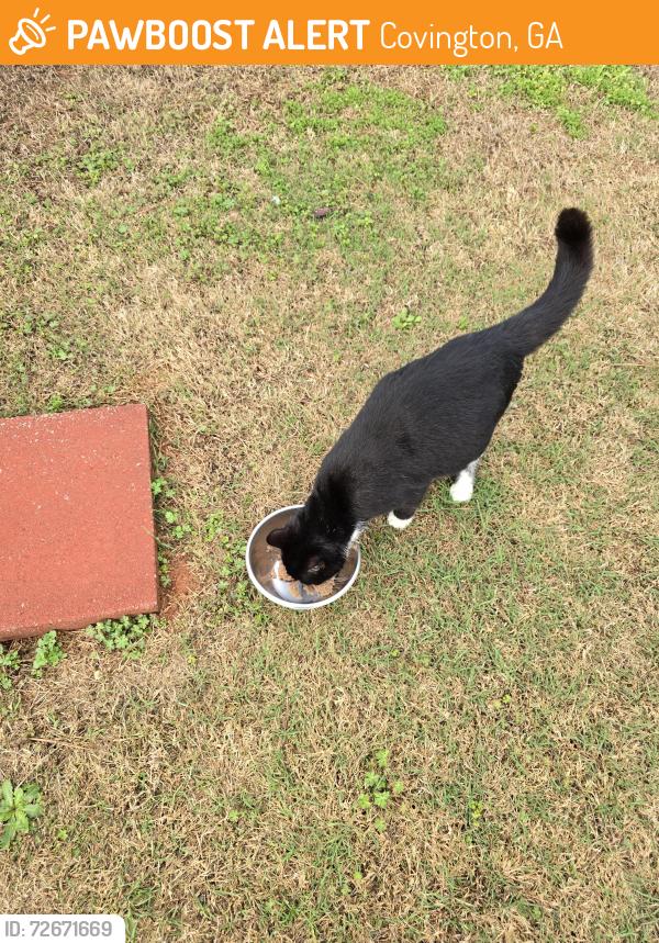 Found/Stray Female Cat last seen Near Belmont Trail , Covington, GA 30016