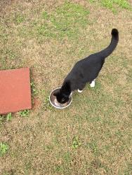 Found/Stray Female Cat last seen Near Belmont Trail , Covington, GA 30016