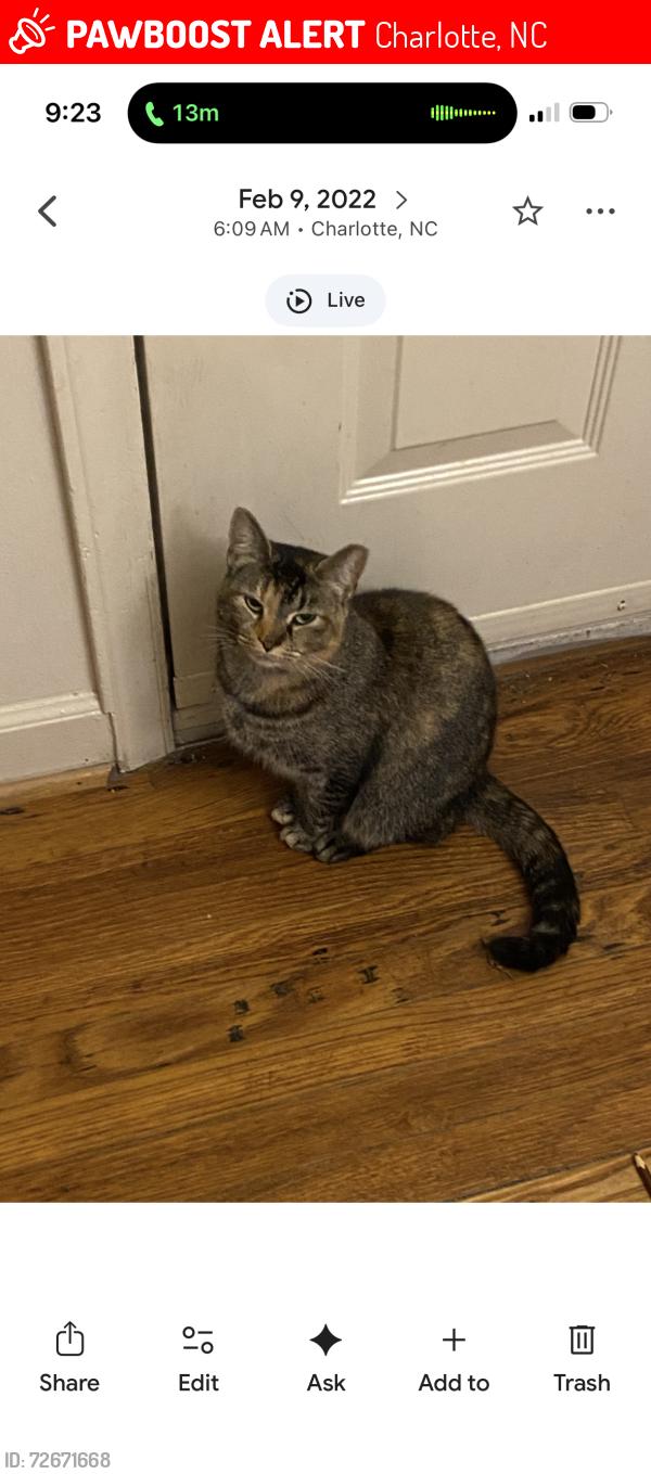 Lost Female Cat last seen Near Daytona Ave, Charlotte, NC 28214