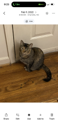 Lost Female Cat last seen Near Daytona Ave, Charlotte, NC 28214