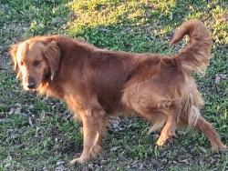 Found/Stray Male Dog last seen N 31st st , Fort Smith, AR 72904