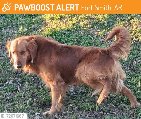 Found/Stray Male Dog last seen N 31st st , Fort Smith, AR 72904