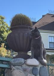 Lost Male Cat last seen N Ave & 26th Street National City, National City, CA 91950