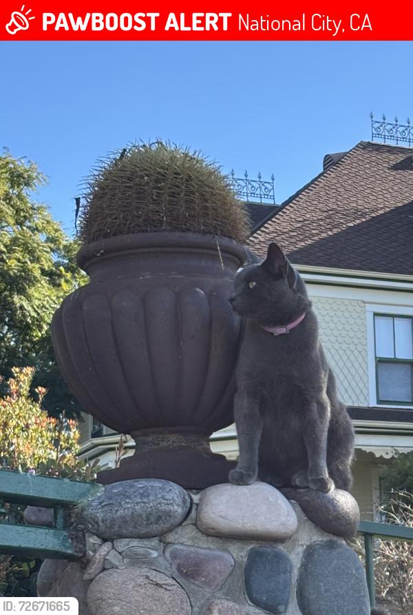 Lost Male Cat last seen N Ave & 26th Street National City, National City, CA 91950