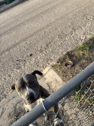 Found/Stray Female Dog last seen Pickwell Dr/ Pickwell Park , San Antonio, TX 78223