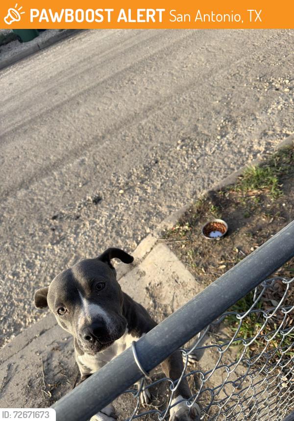 Found/Stray Female Dog last seen Pickwell Dr/ Pickwell Park , San Antonio, TX 78223